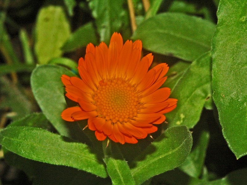 Calendula officinalis / Fiorrancio coltivato